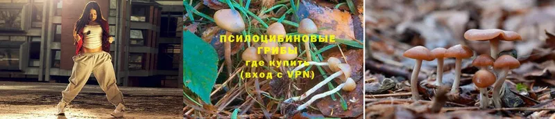 Галлюциногенные грибы Magic Shrooms  Новозыбков 