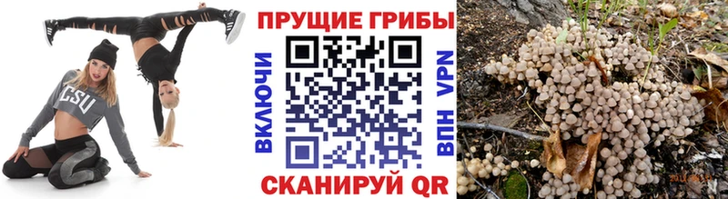 гидра вход  Новозыбков  Галлюциногенные грибы Psilocybine cubensis  продажа наркотиков 