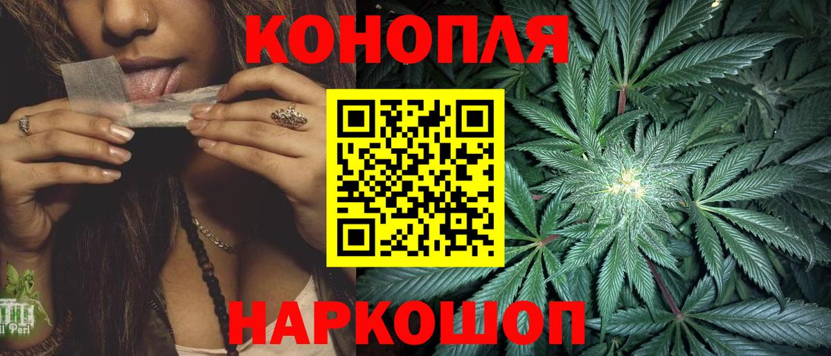 Конопля гибрид Новозыбков